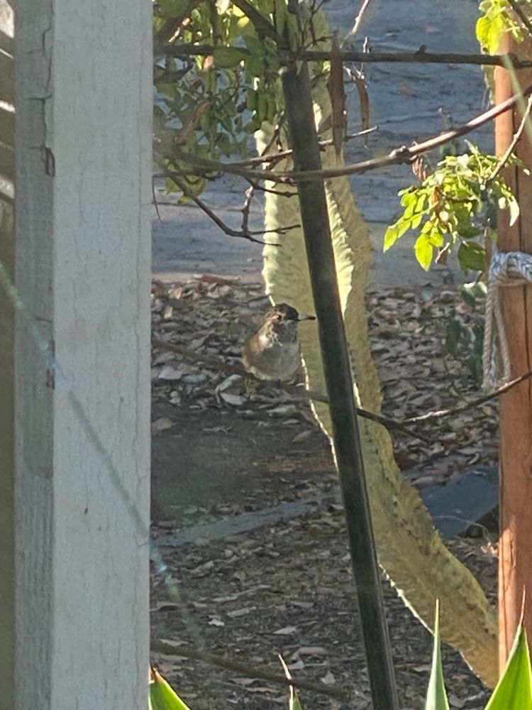 A lazy-ass hummingbird perched on a branch like a Schmuck. Hustle culture fail.