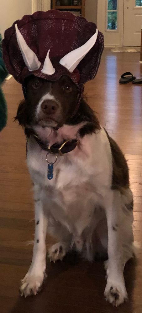 A brown and white dog wearing a triceratops head piece and looking betrayed