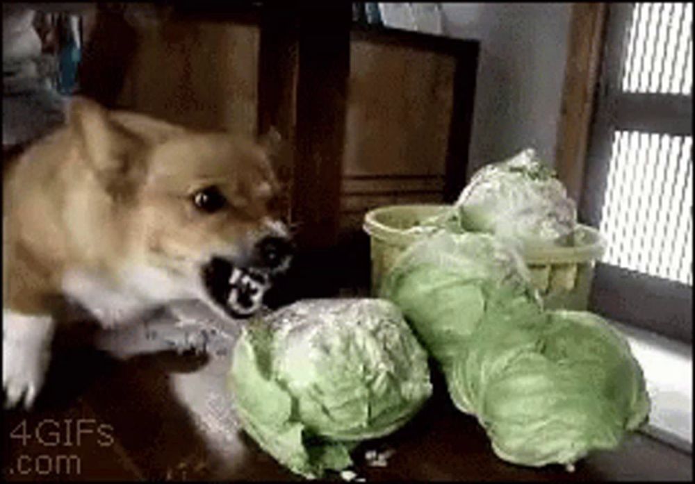 a dog is playing with a bunch of cabbage on a table