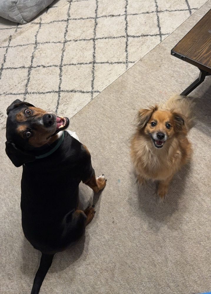 morty on the left and banjo on the right. morty is a black hound dog mutt with tan and white markings and banjo is a brown pomeranian mix. they’re sitting oh so nicely because i’m bribing them with treats