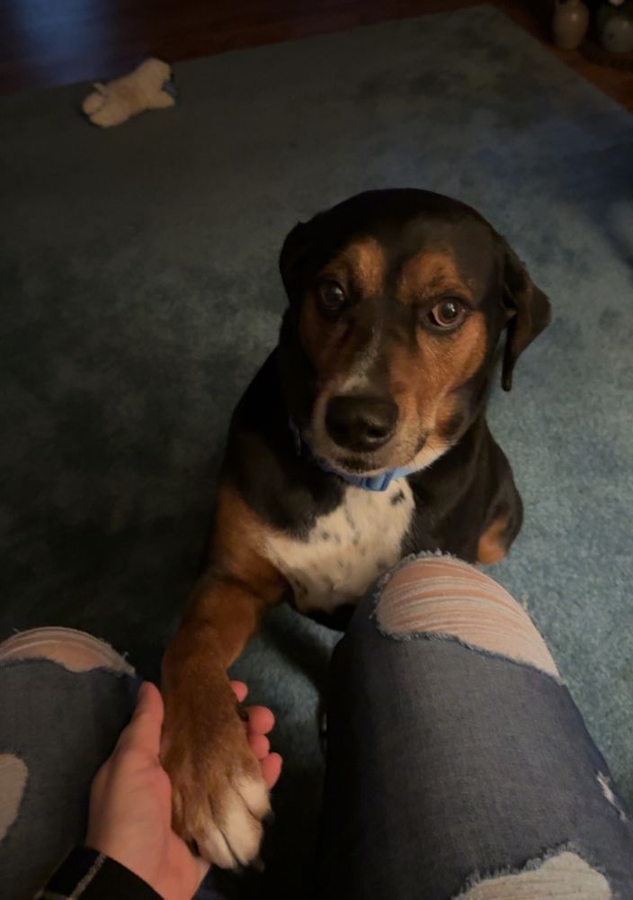 morty, a black hound dog mutt with tan and white markings, handing me his paw oh so politely. he’s sitting on a blue rug and his lambchop toy is in the background 