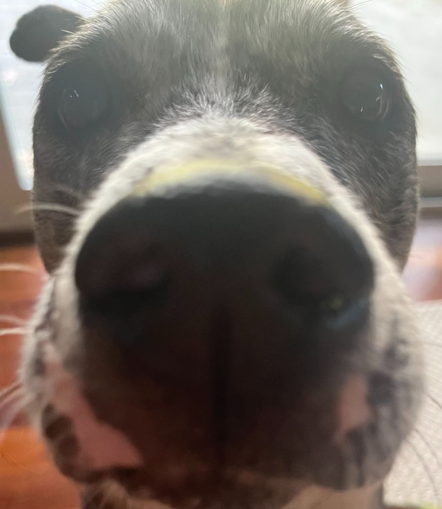 Black and white dog boops the camera.
