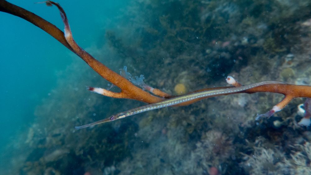 A thin long-nose pipefish (Vanacampus poecilolaemus) clasping seaweed and stretching their body to hide.