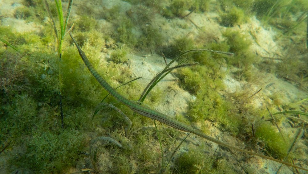 A male longsnout pipefish (Stigmatopora macropterygia) showing his brood pouch.
