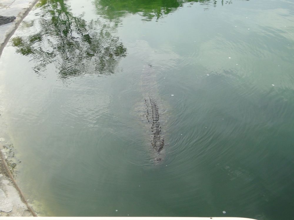 krokodil in het water van krokodilleneiland