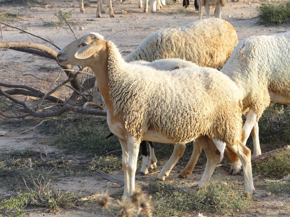 Uitgelicht: een Tunesisch schaap