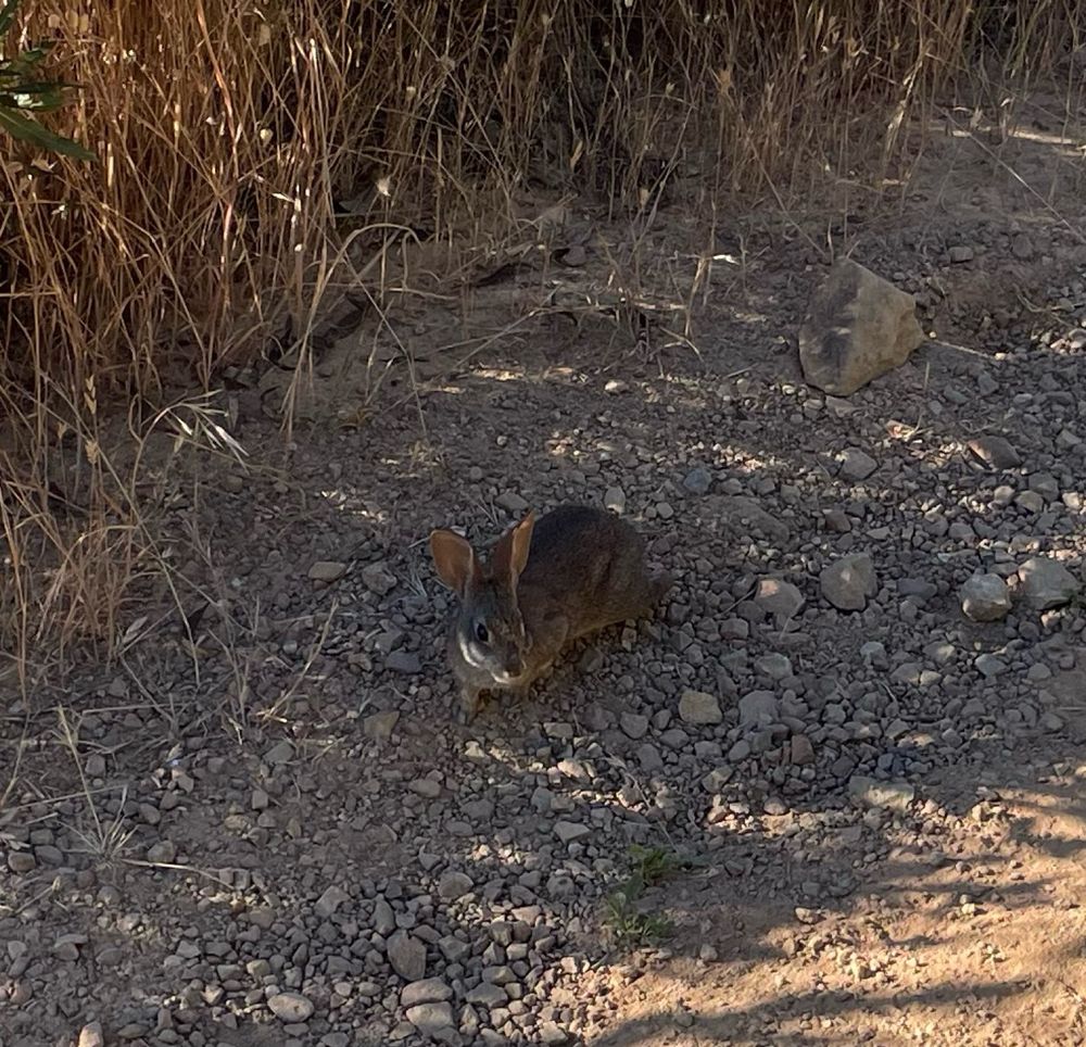 Bunny at the side of a fire road. Silly rabbit, it let me walk right by without running into the brush.