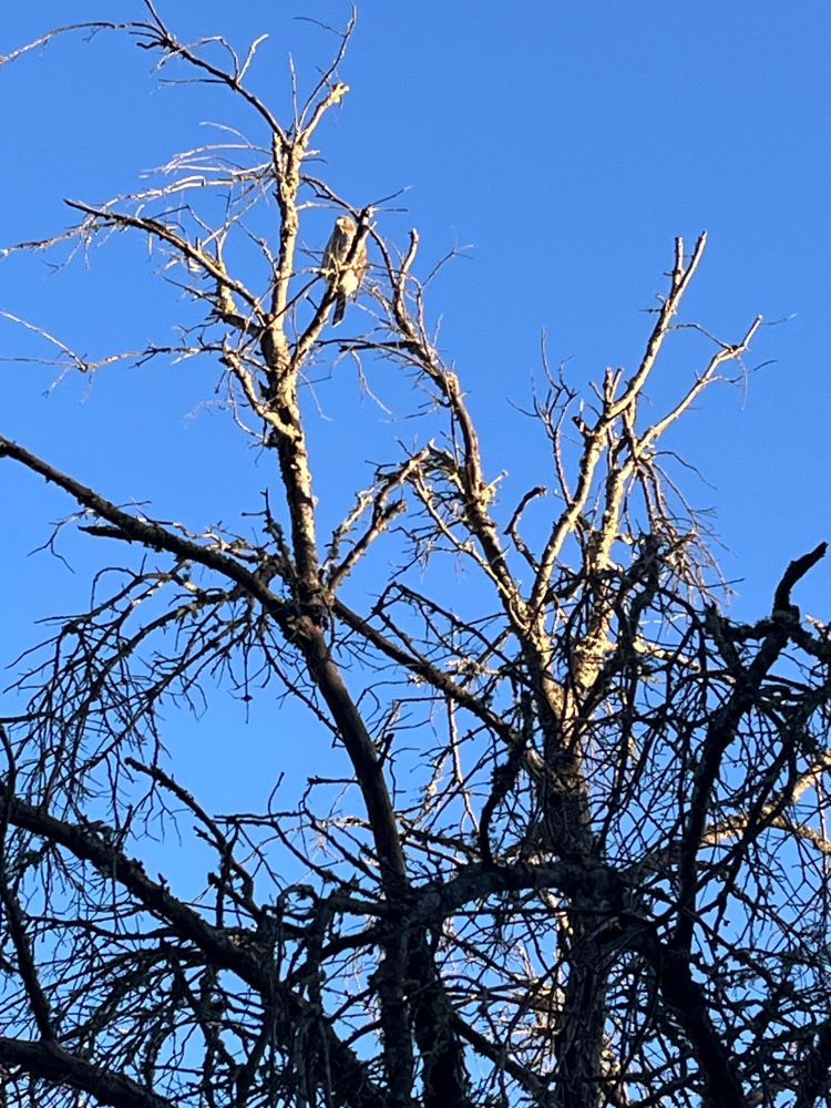 A hawk (likely same one) high in a dead tree beside the trail, watching me go by. July 29 It's hanging out in same area that I saw it a week ago and a few days ago, as is the other set of hawks a mile away.