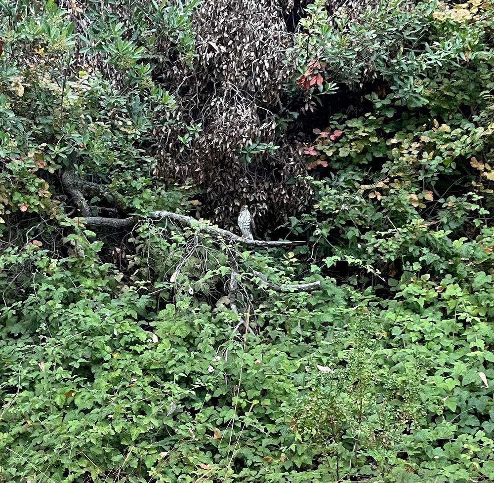 A hawk (red shouldered? red tailed?) on a branch among greenery close beside a trail. Just prior to this, it flapped across the trail a few feet in front of me, gained this branch and then sat there while I walked past & stopped to take photos. July 22