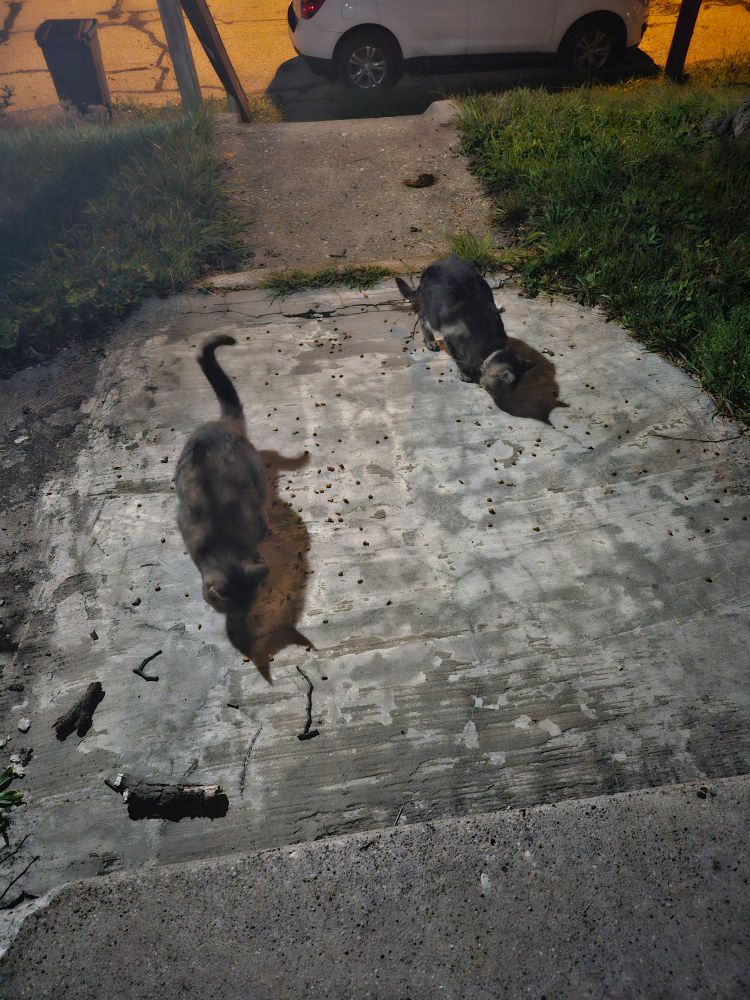 Two stray cats eating on the sidewalk early in the morning