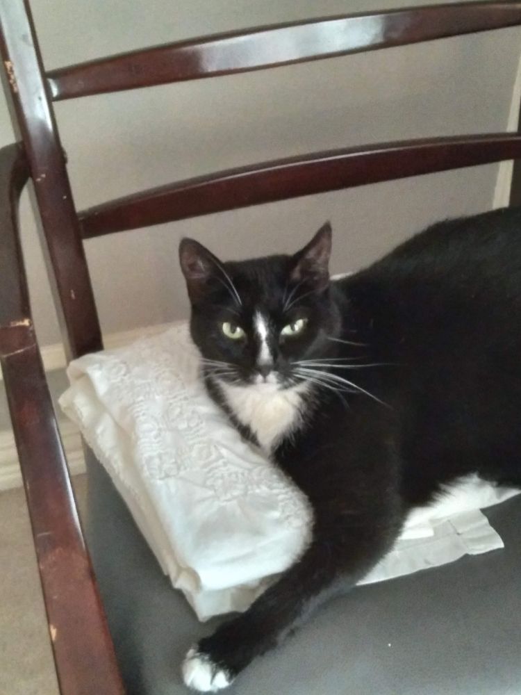 Tuxedo cat sitting in a chair