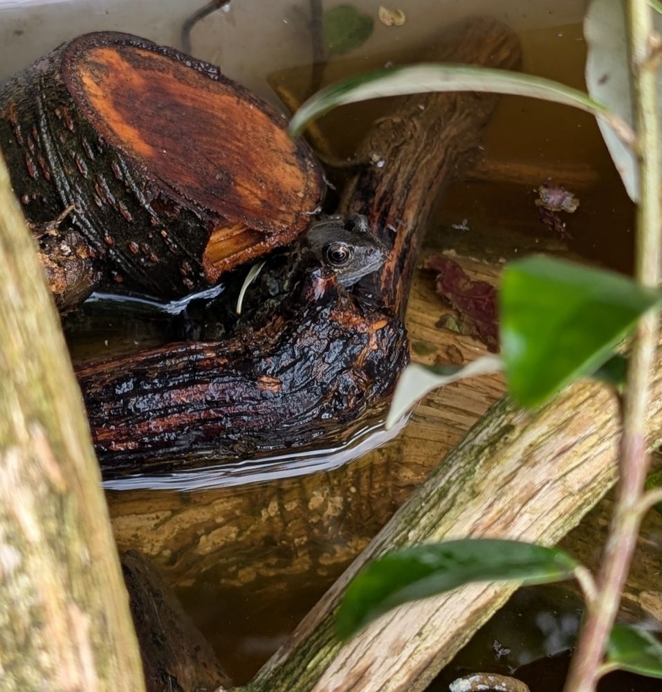 A frog sits in a makeshift pond, he is dark green with black eyes sat between a submerged branch and a log.