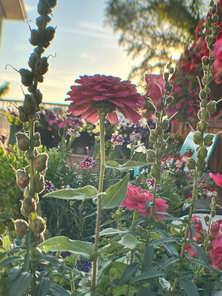 Zinnia in my garden. Giant snapdragons are Seussian this year. Petunias are buzzing. It’s peaceful af.