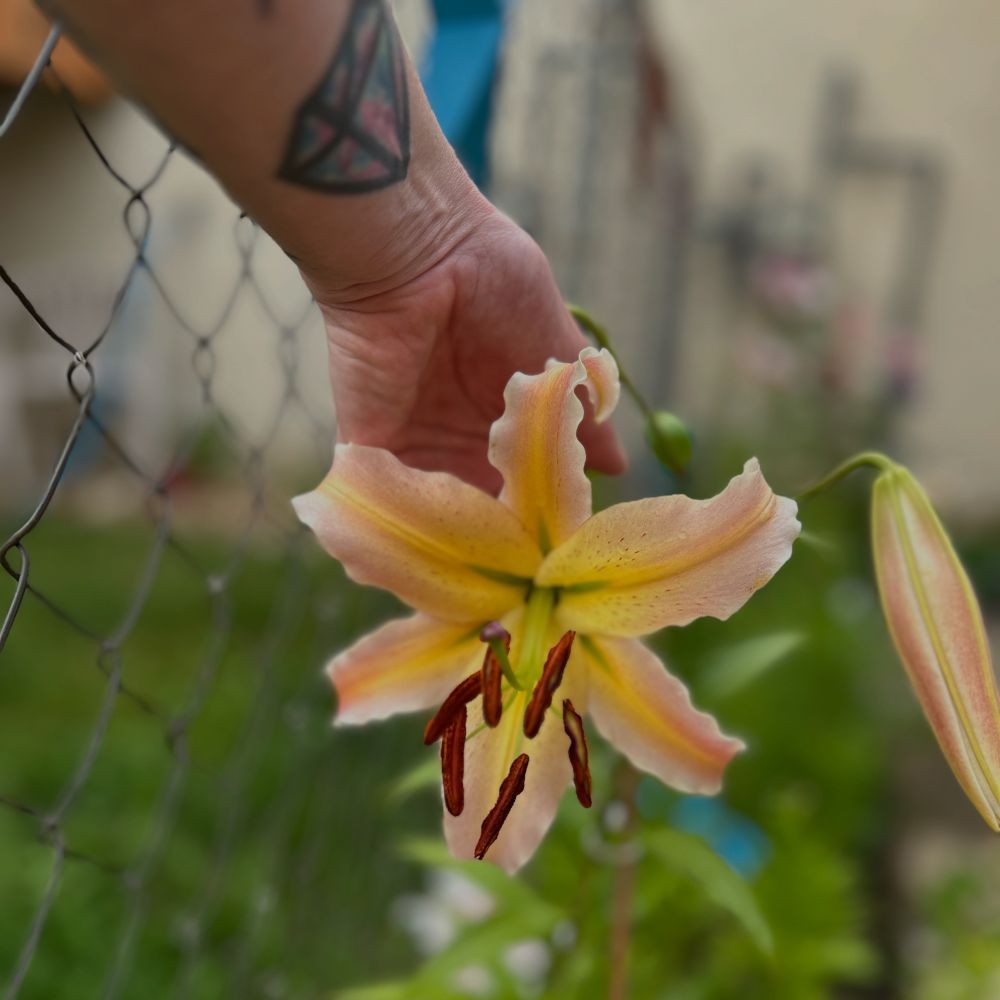 A lily I’ve been waiting two years for finally popped. It’s peachy orange, yellow and white and I SQUEALED when I saw it for the first time 