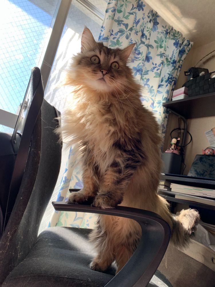 ラガマフィンという猫種