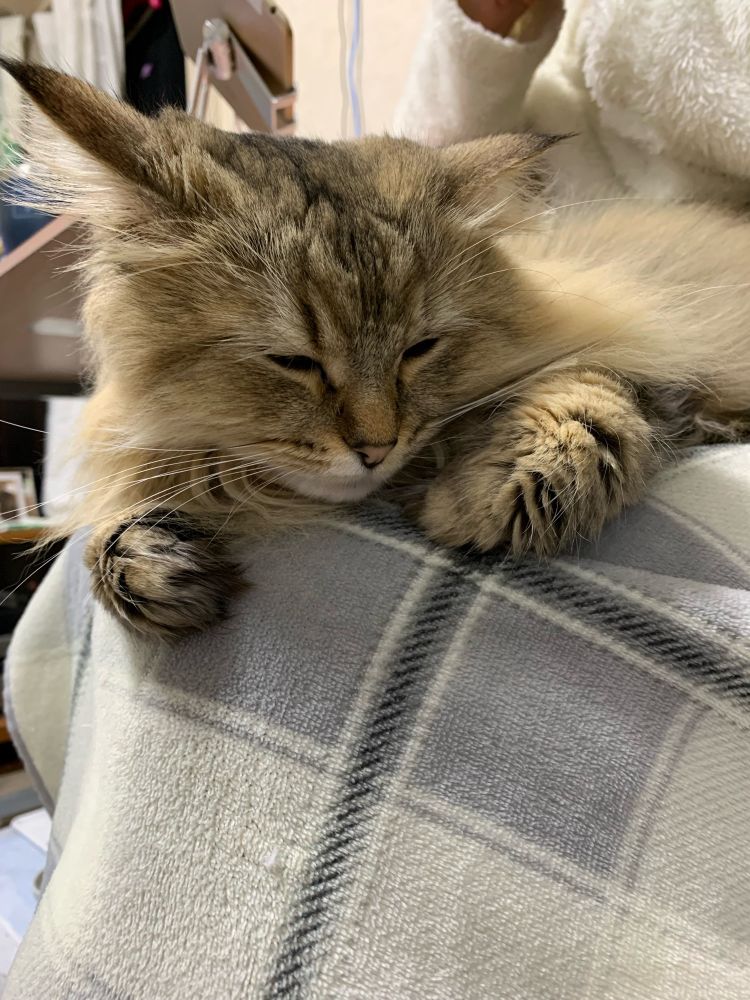 寝る猫。猫種はラガマフィン