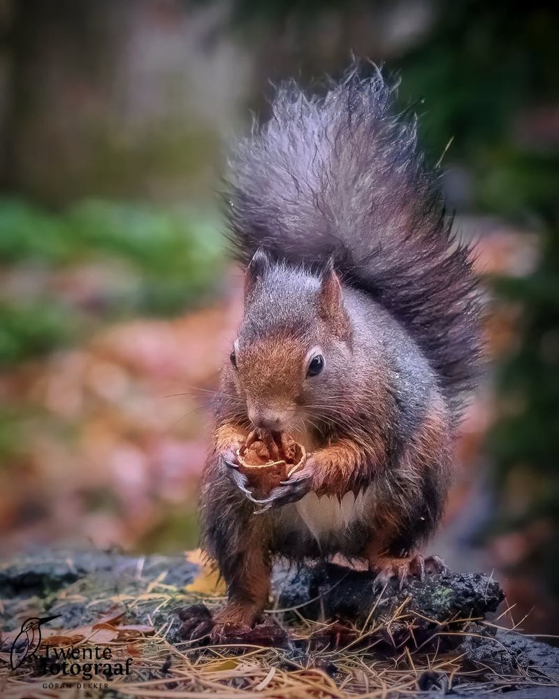 Rode eekhoorn | Red squirrel… ❤️‍🔥😍