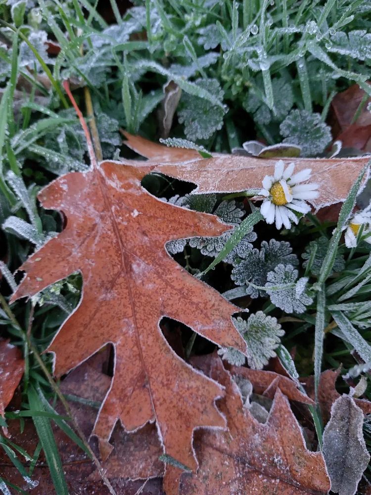 In between...🍂🍁🔥🍄