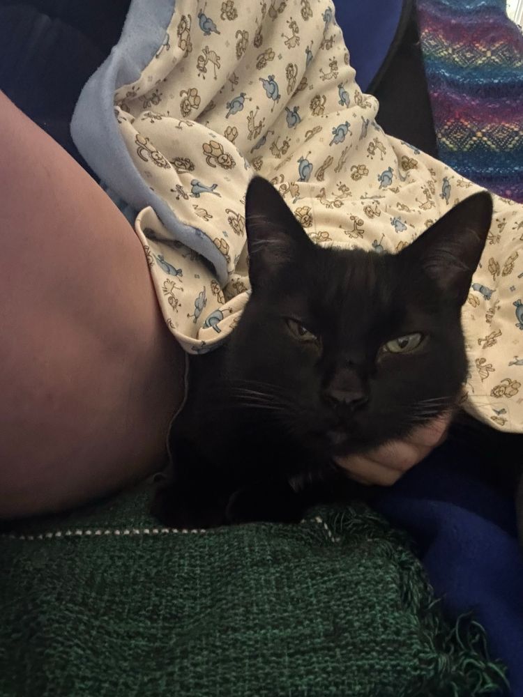 a black cat cozes beneath a blue and white blanket atop another green blanket. A well muscled leg is next to the cat 