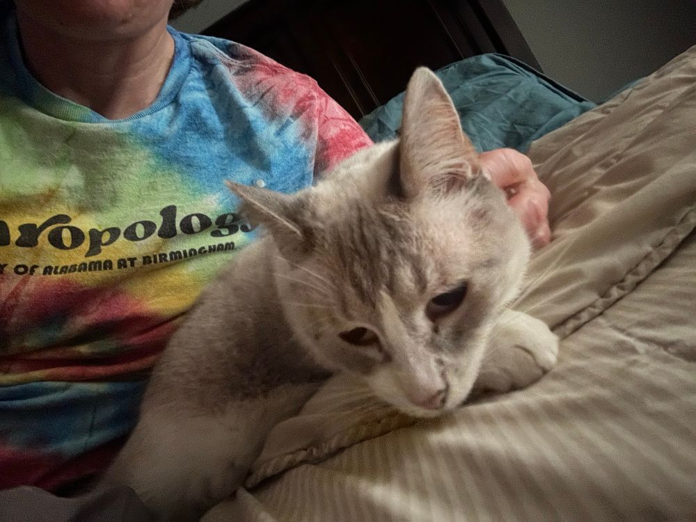 woman pets a white cat on a blanket 