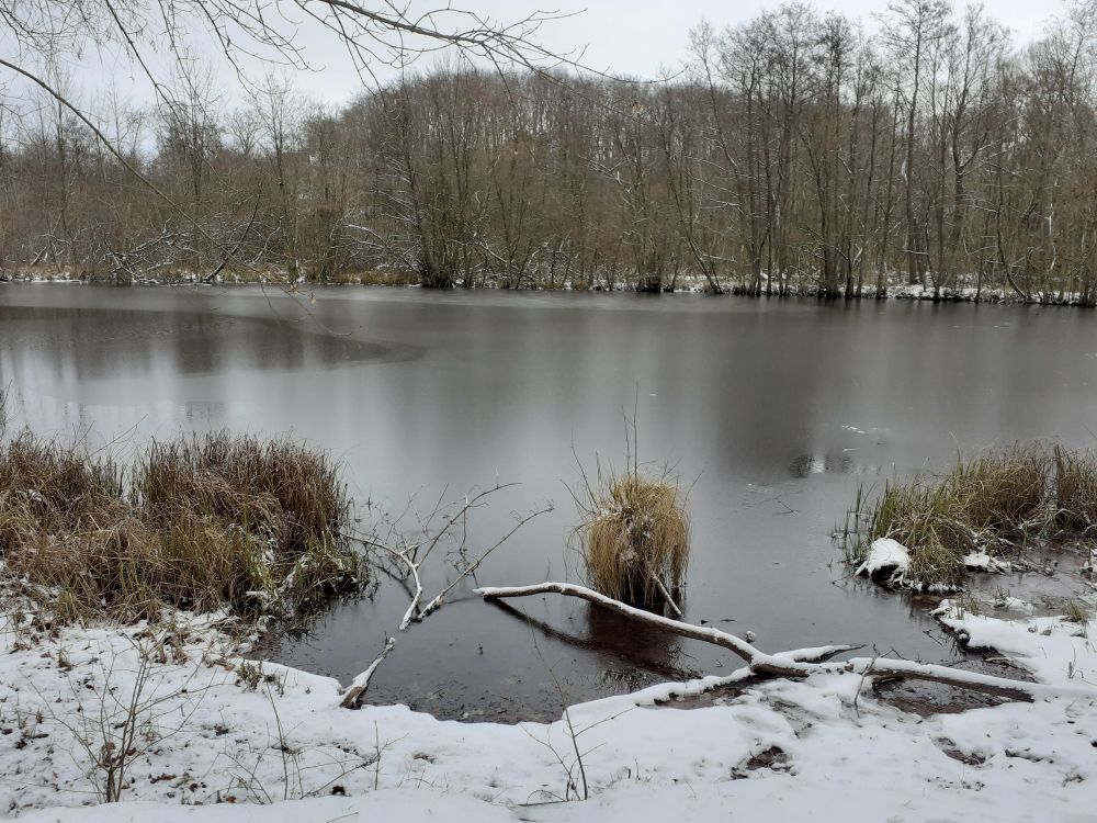 Kleiner Waldsee, teilweise mit einer dünnen Schicht Eis bedeckt. 