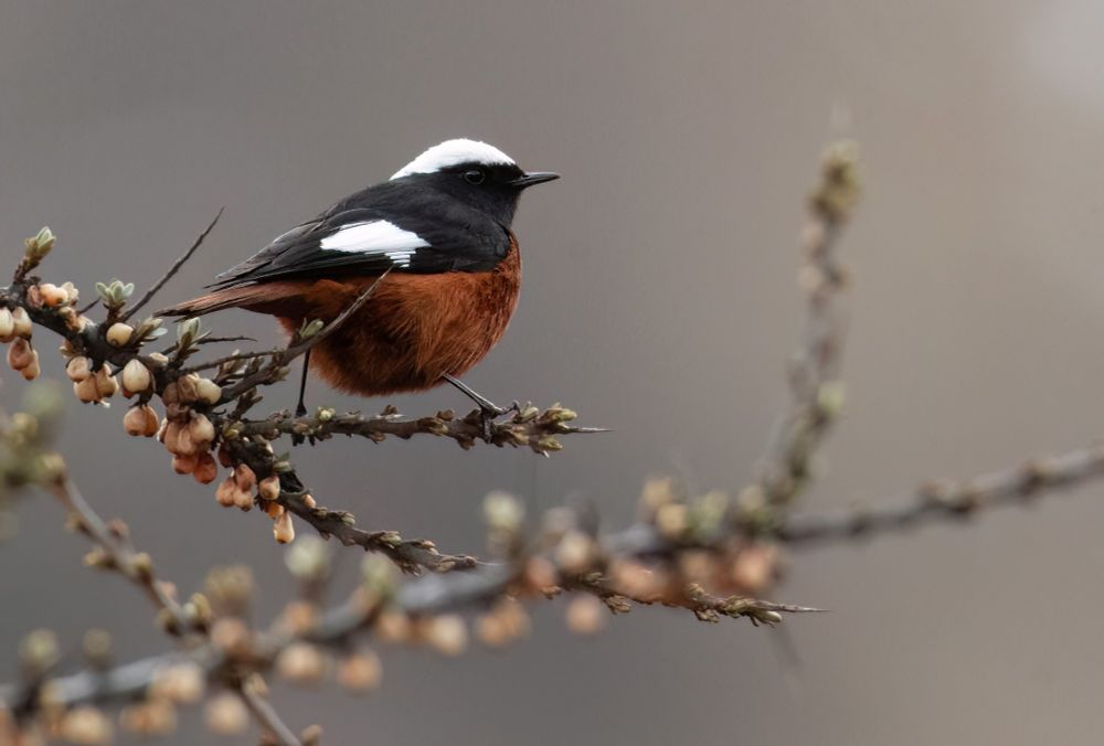 Güldenstädts Redstart