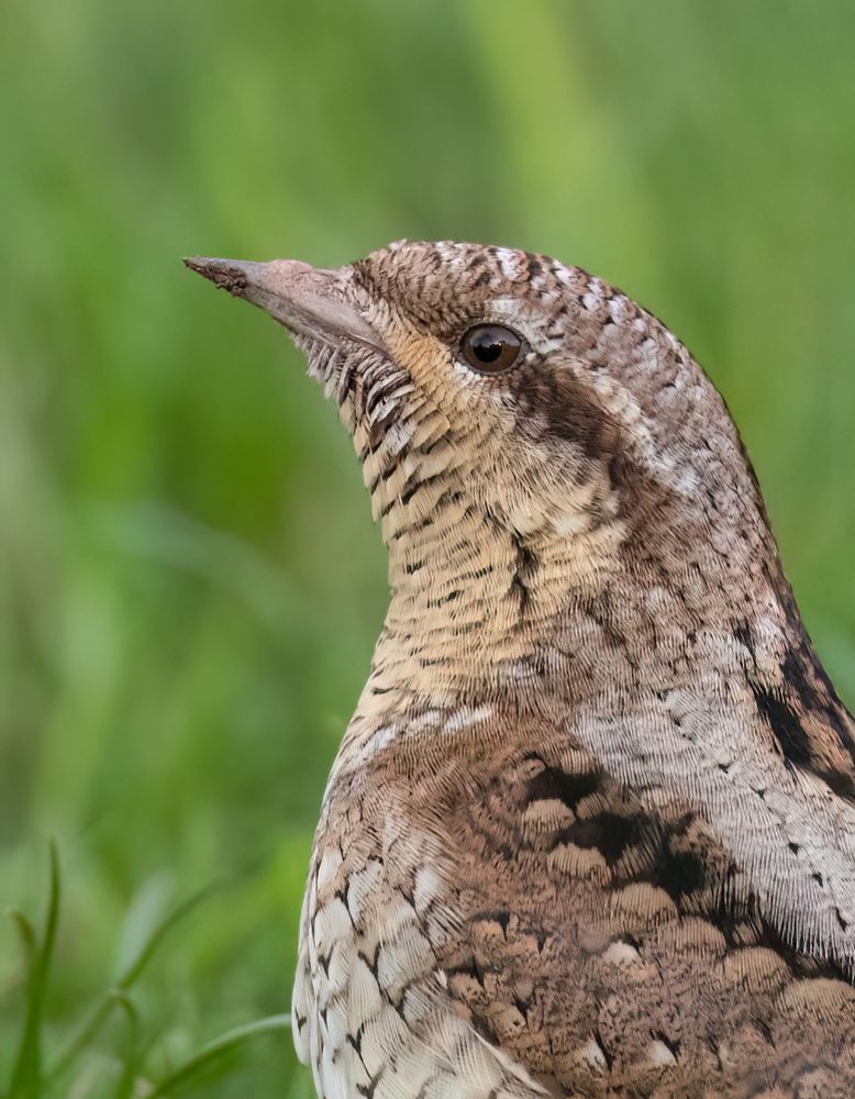 Wryneck from Turf Lock, Devon