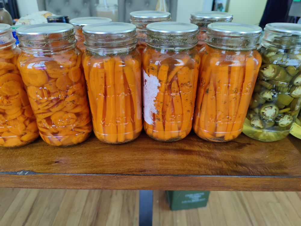 Ten large canning jars on a kitchen table, eight of which contain pickles carrots and two have pickled jalapeno slices.  Four more jars of carrots are not pictured but they do exist.