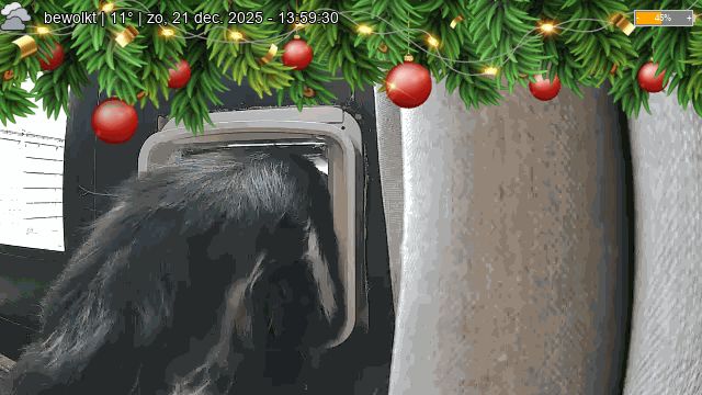 Pip is nu buiten 🐾 #CatsOfBluesky #catflap