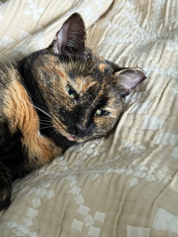 Tortishell cat (brown, orange & black) laying on a tan comforter with her green eyes open and little tongue out (blepping)