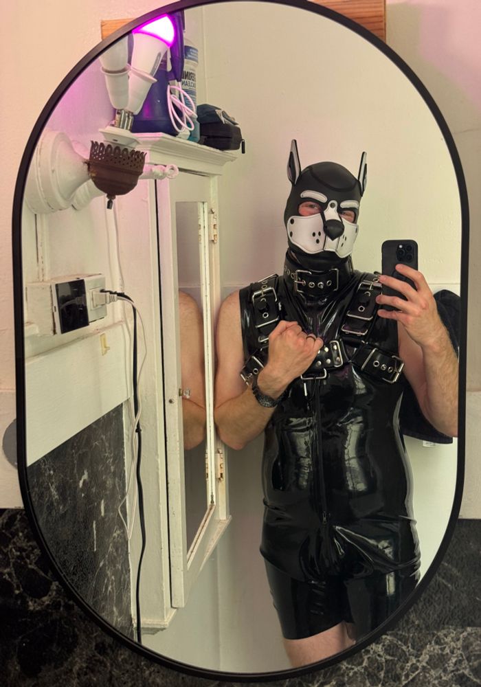 Tangent wearing a black latex surfsuit, a Cufded latex harness, and a black and white Mr S pup hood taking a selfie in an oval shaped mirror.