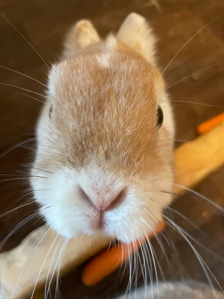 Ein braun-weißes Kaninchen streckt sich neugierig entgegen der Kamera, man sieht das Gesicht in Nahaufnahme