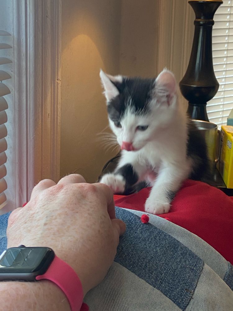 A small black and white kitten gently pats a hand while licking his nose.