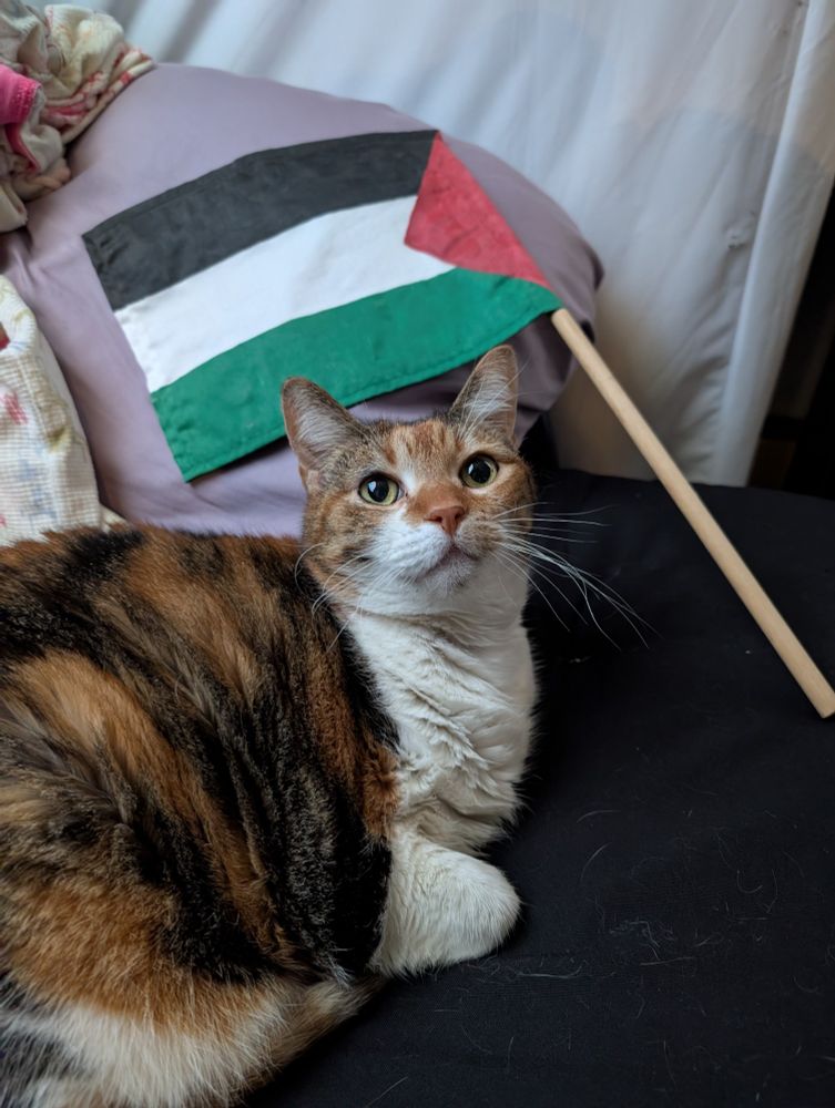 Taz Taz the Cat is laying down on a couch in front of the Palestinian flag. She is a calico short hair with a white belly.