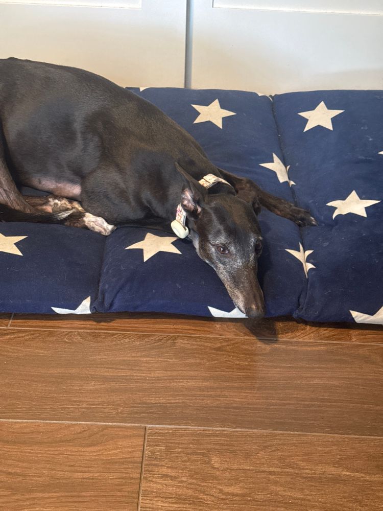 Greyhound giving me a side eye while laying on a dark blue bed with white stars. 