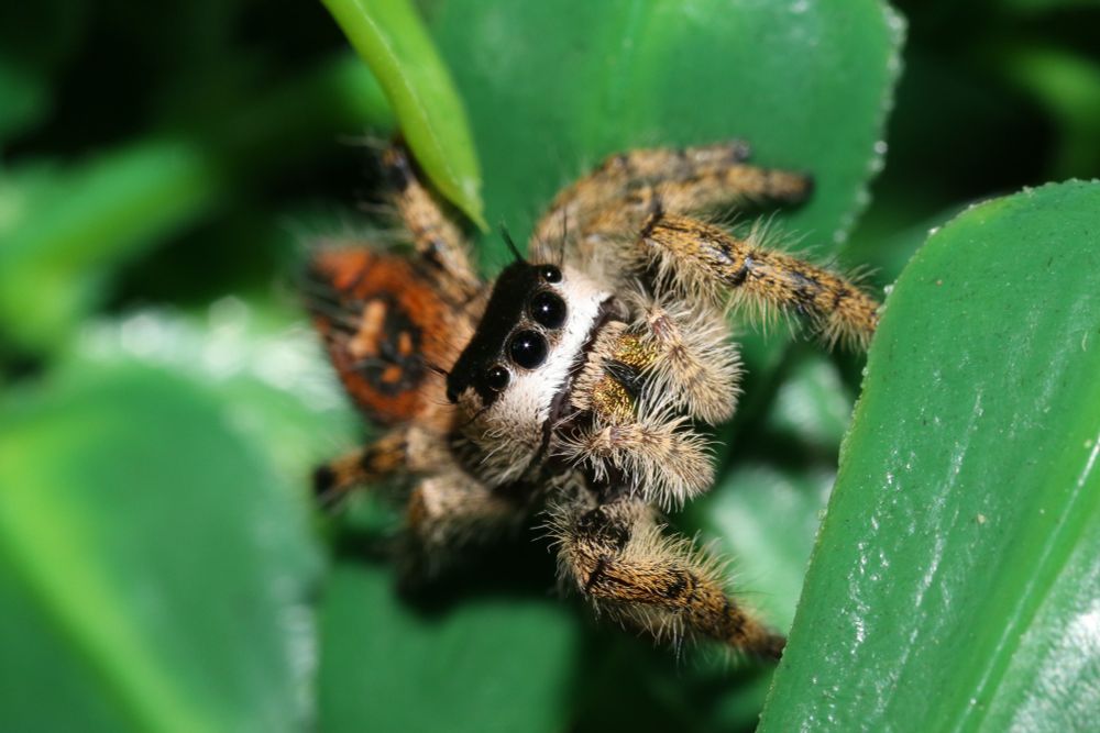 Hybrid of Phidippus regius female x Phidippus otiosus male