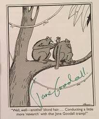 A female ape with glasses holds a hair above the back of a male ape. Both sit on a tree branch. The comic is signed by Jane Goodall. The caption reads “Well, well—another blond hair ….  Conducting more ‘research’ with that Jane Goodall tramp?”