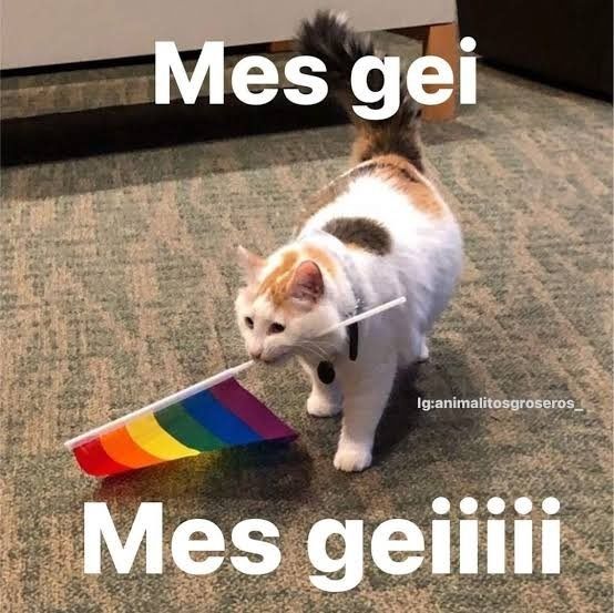 Gatito blanco, marrón oscuro y marrón claro andando con una bandera lgbt en la boca. Pone con letra blanca "Mes gei, Mes geiiiii"