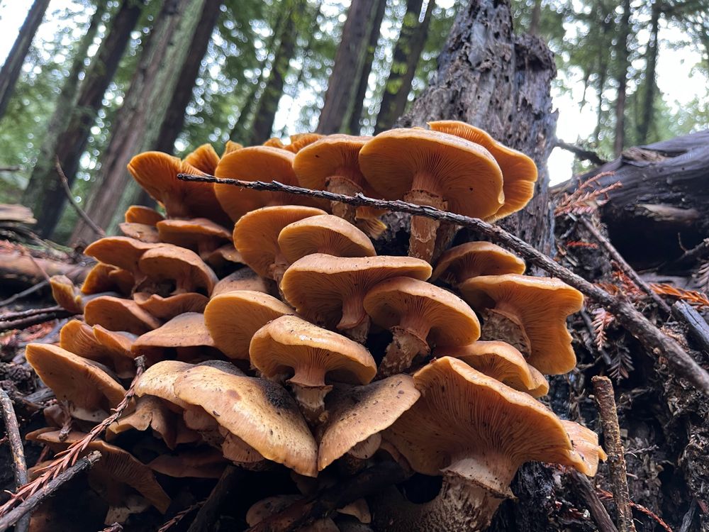 A cluster of probably honey mushrooms growing on a blackened stump in the forest