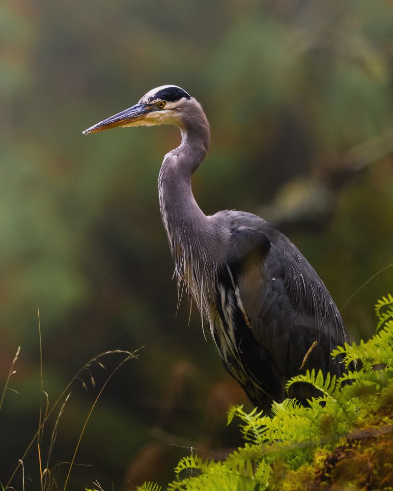 A heron stretches its neck before taking flight above the Stamp River.