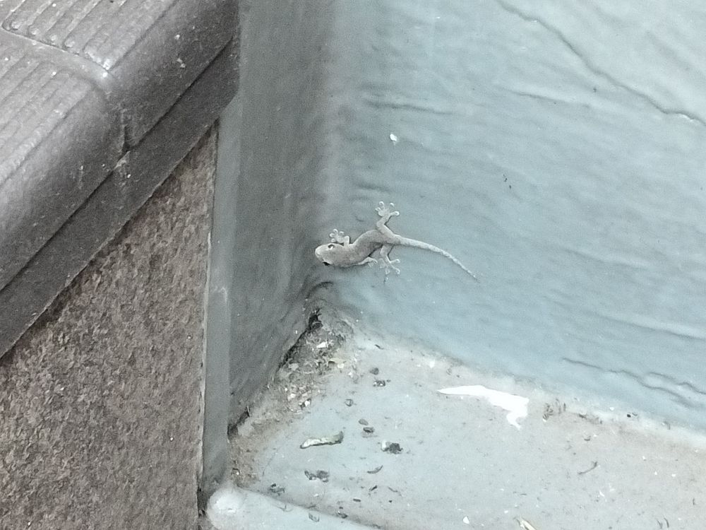 The same lizard hiding away in a corner, blending into the grey surface