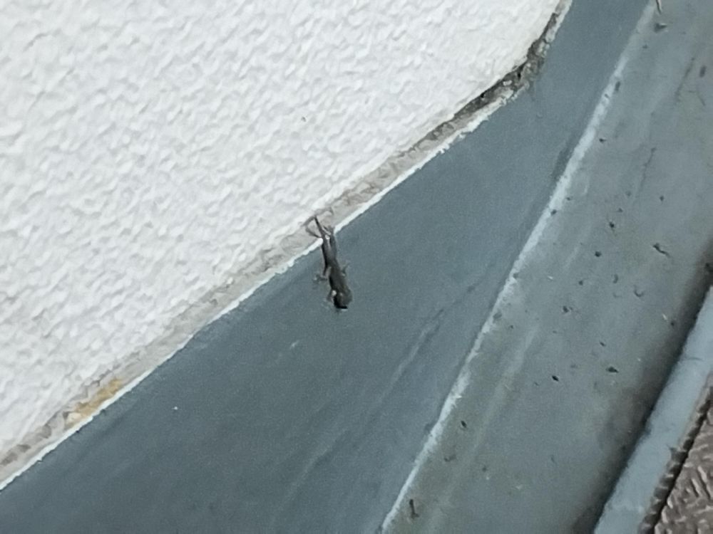 A zoomed-in photo of a dark grey lizard perched on a wall where the white pebble-dashed surface meets the concrete base