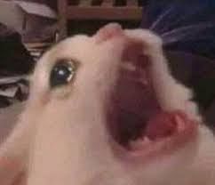 Meme de un gatito blanco llorando y gritando