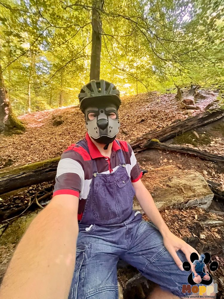 a human dog in overalls with bicycle helmet sitting on a old tree