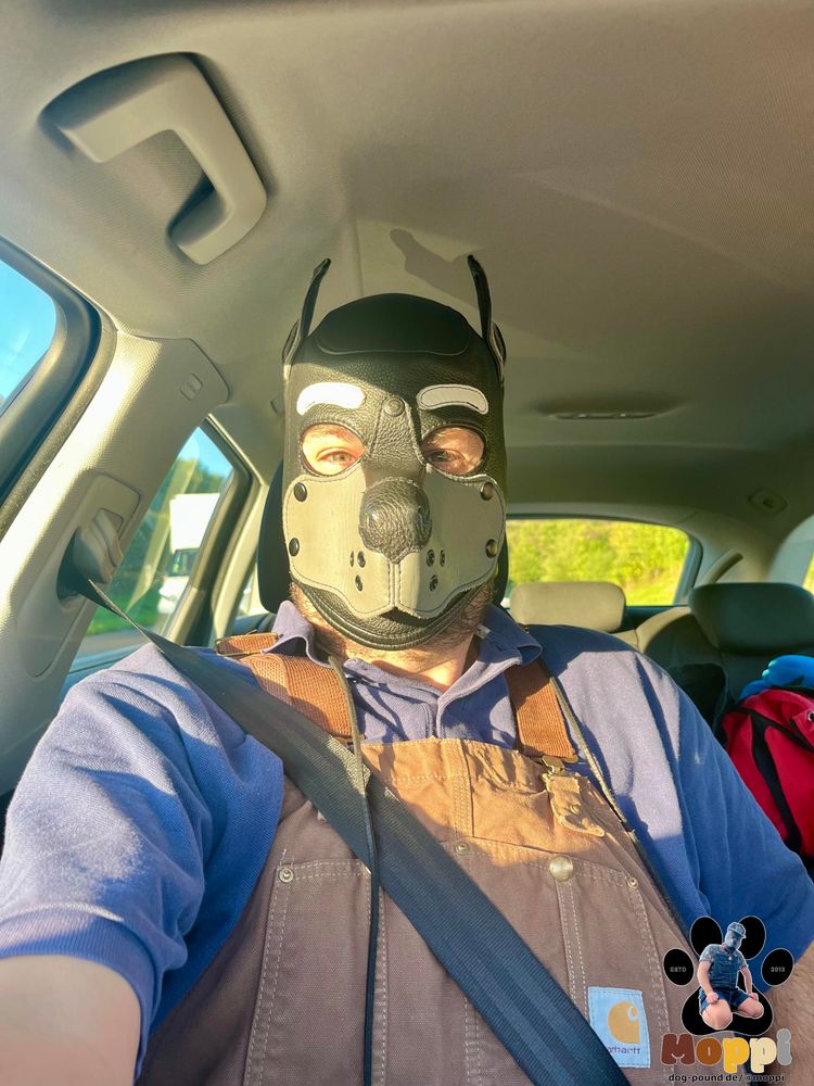 human dog in overalls in car