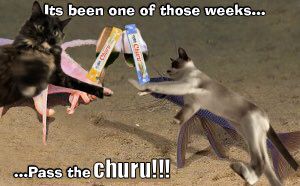 the "its been one of those weeks... ...pass the detritus!!!" meme with 2 fishes clinking glasses, that's commonly edited as "pass the yaoi!". the image is edited to have two cats, the left a tortoiseshell, the right a snowshoe, and 2 tubes of churu over the wine glasses. the text reads "Its been one of those weeks..." at the top, and at the bottom "...Pass the churu!!!"