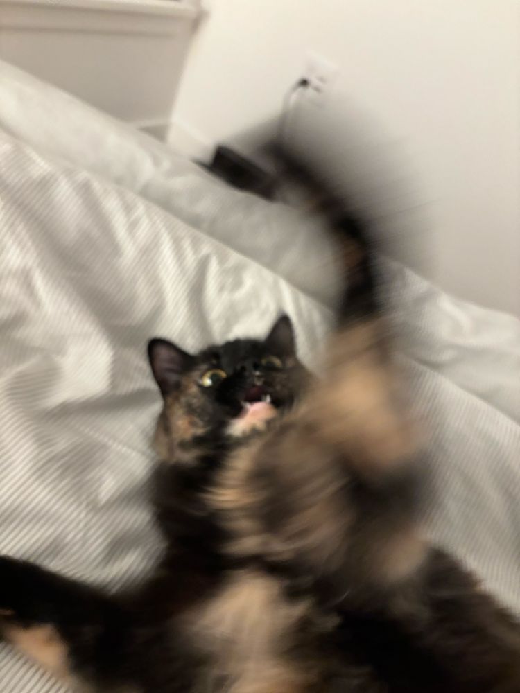 photo of tortoiseshell cat laying on a bed. her head is tilted slightly backwards and you can see her 2 bottom fangs. one of her arms is in motion, blurry. 