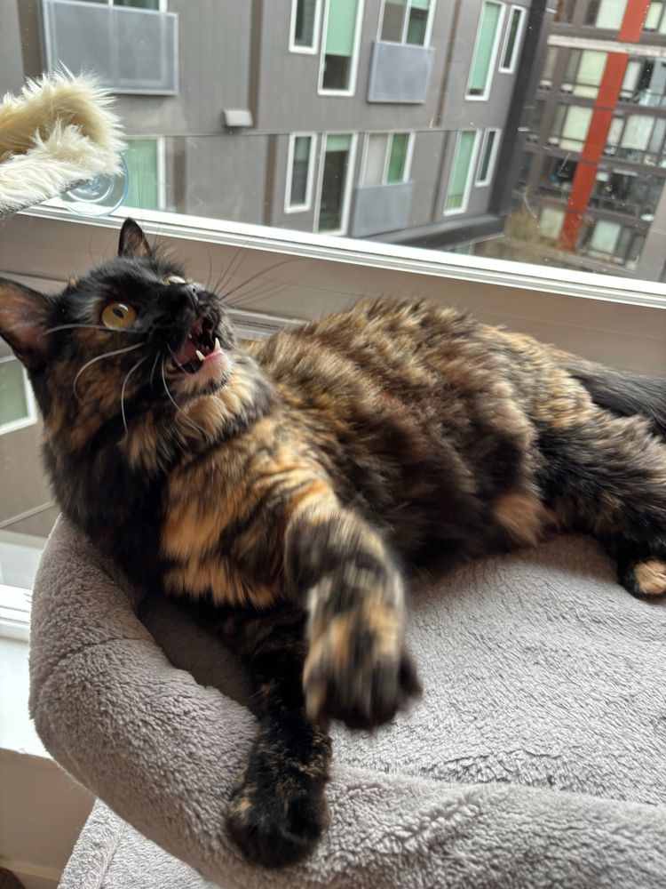 tortoiseshell cat laying on her side on a gray platform on a cat tree. one of her front paws is raised and in motion. het head is tilted back as she looks upward at something out of frame, and her mouth is open, revealing her fangs. 