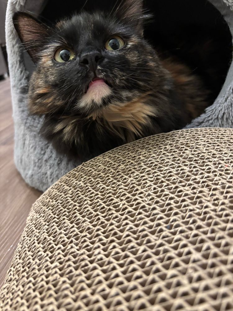 tortoiseshell cat sitting inside a gray cat bed. her head and a little bit of her neck are sticking out of the entrance. she has a prominent pink lower lip and a cream-colored chin. a scratcher is in the foreground, mostly out of frame. 