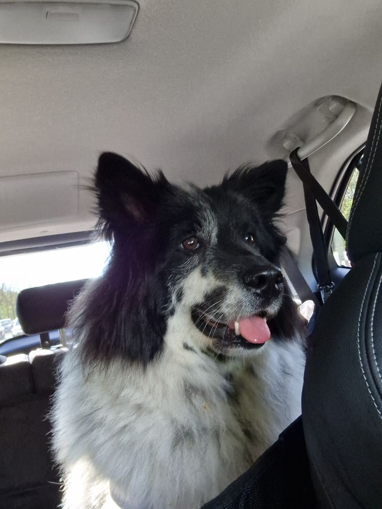 Photo of a fluffy black and white dog sitting in the backseat of a car. The dog is looking happy and attentive, her ears are perked up and her tongue is showing. 